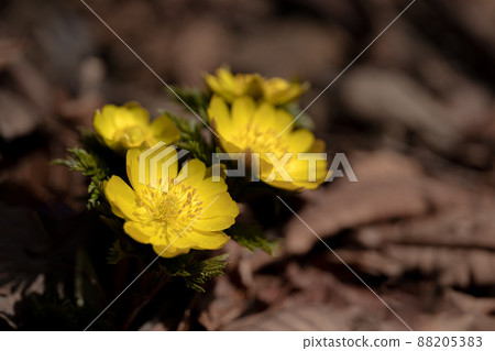 早春開始在山上開花的阿多尼斯·拉莫薩和落下的春天陽光 88205383