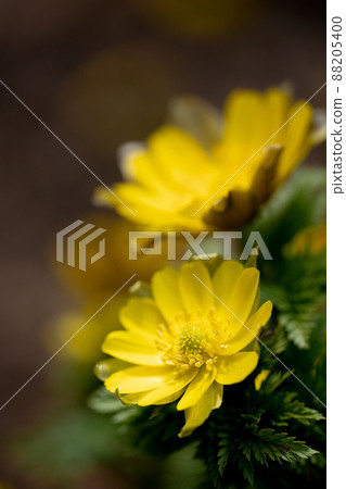 Adonis ramosa that has begun to bloom in the mountains in early spring and the spring sunlight that falls 88205400
