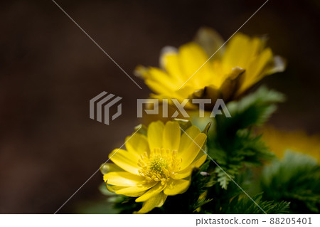 Adonis ramosa that has begun to bloom in the mountains in early spring and the spring sunlight that falls 88205401