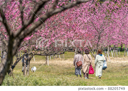 古河桃花節散步 88205749