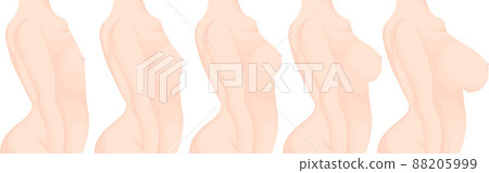 女性乳房發育過程圖解 88205999