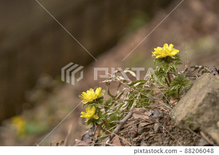 Spring和Adonis ramosa早春遊山 88206048