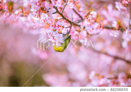 Kawazu cherry tree in full bloom and mezzo Kawazu cherry tree in full bloom and mezzo 88206650