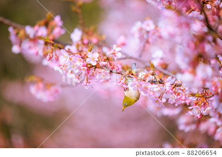 Kawazu cherry tree in full bloom and mezzo 88206654