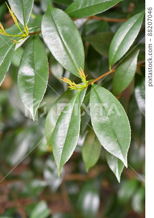 Tree: Kaname mochi rose family 88207046