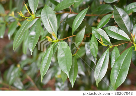Tree: Kaname mochi rose family 88207048