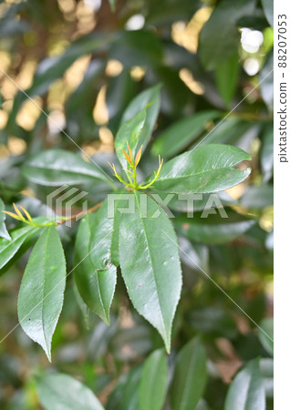 Tree: Kaname mochi rose family 88207053
