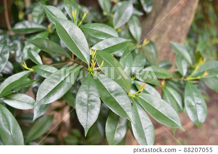 樹：Kaname mochi玫瑰家族 88207055