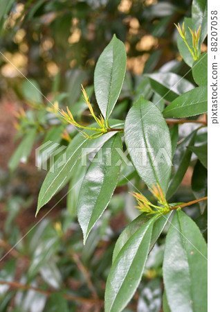 樹：Kaname mochi玫瑰家族 88207058