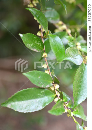 樹：Elaeagnus pungens，Elaeagnaceae 88207060