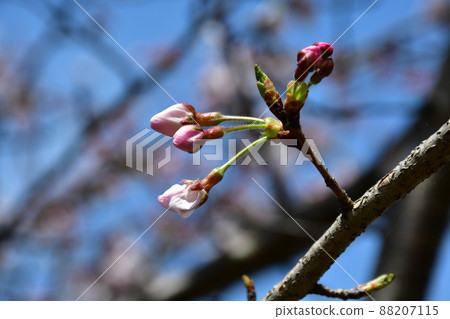 Asahi Park in spring, Sakura Festival in full bloom 88207115