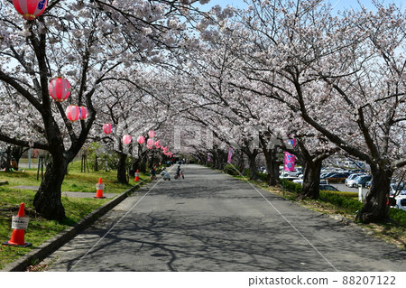 Asahi Park in spring, Sakura Festival in full bloom 88207122