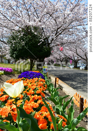 Asahi Park in spring, Sakura Festival in full bloom 88207124