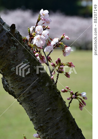 Asahi Park in spring, Sakura Festival in full bloom 88207149