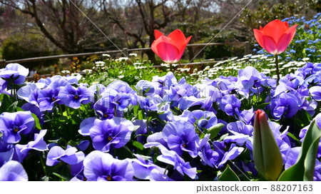 Asahi Park in spring, Sakura Festival in full bloom 88207163