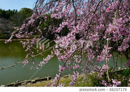 Asahi Park in spring, Sakura Festival in full bloom 88207176