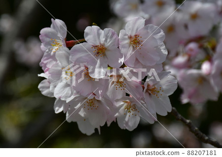 Asahi Park in spring, Sakura Festival in full bloom 88207181