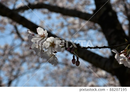 Asahi Park in spring, Sakura Festival in full bloom 88207195