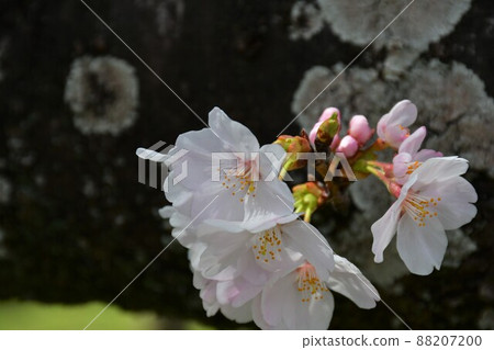 Asahi Park in spring, Sakura Festival in full bloom 88207200