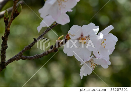 Asahi Park in spring, Sakura Festival in full bloom 88207201
