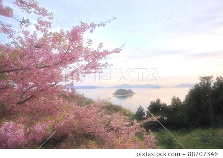 春天河津櫻花盛開的大芝島 春天河津櫻花盛開的大芝島 88207346