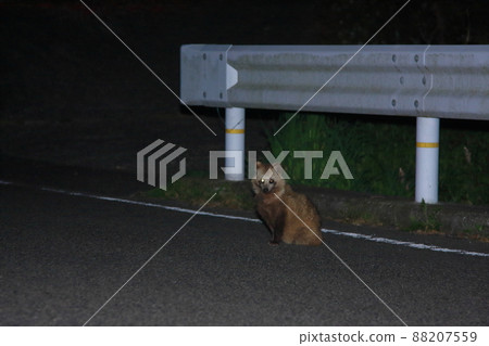 Animal pop-out caution raccoon dog Animal pop-out caution raccoon dog 88207559