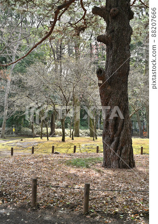 Komaba Park: Former Marquis Maeda House, Marquis Maeda House, Lawn Square, Walking Path Komaba Park: Former Marquis Maeda House, Marquis Maeda House, Lawn Square, Walking Path 88207666