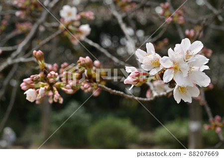 Tree: Wild cherry tree, Rosaceae, Komaba Park Tree: Wild cherry tree, Rosaceae, Komaba Park 88207669