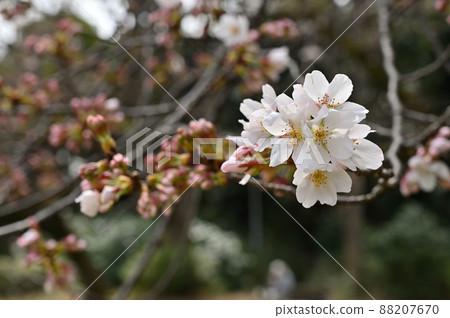 樹:野櫻桃樹、薔薇科、駒場公園 樹:野櫻桃樹、薔薇科、駒場公園 88207670