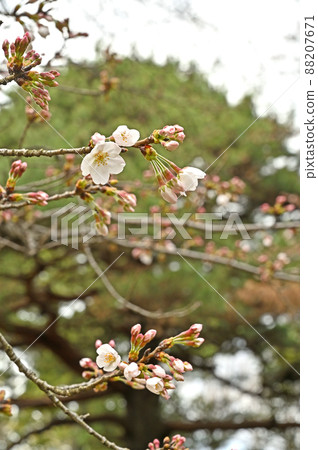 Tree: Wild cherry tree, Rosaceae, Komaba Park Tree: Wild cherry tree, Rosaceae, Komaba Park 88207671