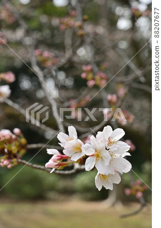 Tree: Wild cherry tree, Rosaceae, Komaba Park Tree: Wild cherry tree, Rosaceae, Komaba Park 88207677