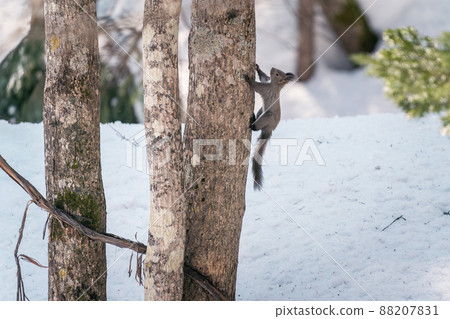 四月在北海道，Ezoris 的春天。 88207831