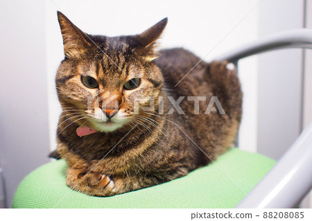 A cat sitting on a chair and looking at the front A cat sitting on a chair and looking at the front 88208085