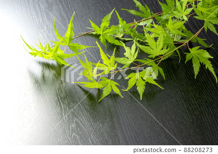 藍葉 藍葉 88208273