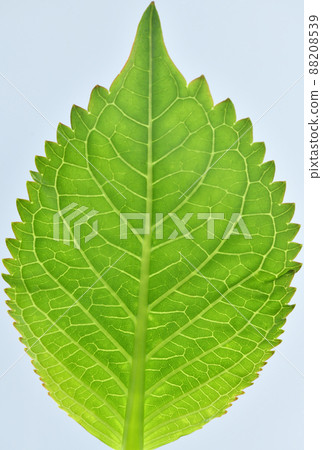 Young leaves and veins of hydrangea Young leaves and veins of hydrangea 88208539