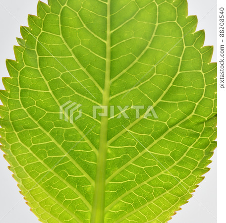 繡球花的嫩葉和葉脈 繡球花的嫩葉和葉脈 88208540