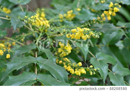 Tree: Mahonia japonica, Berberidaceae 88208580