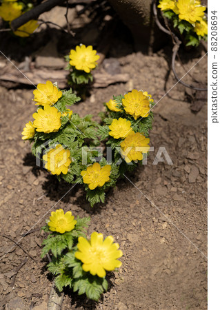 Adonis ramosa blooming in the mountains in early spring Adonis ramosa blooming in the mountains in early spring 88208694