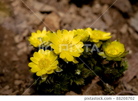 Adonis ramosa blooming in the mountains in early spring Adonis ramosa blooming in the mountains in early spring 88208702