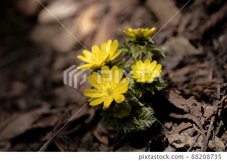 Adonis ramosa blooming in the mountains in early spring 88208735