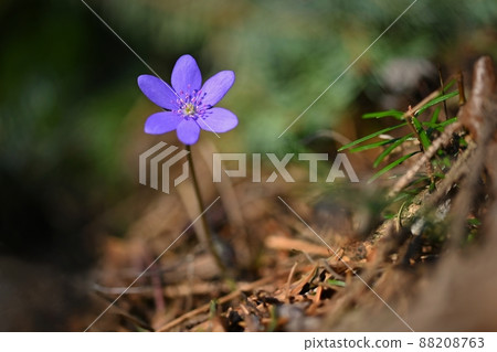 Spring flower. Beautiful purple plant in the forest. Colorful natural background. (Hepatica nobilis) 88208763