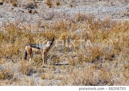 Jackal on the dry plains of Etosha Jackal on the dry plains of Etosha 88208783