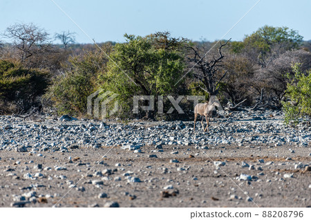 Kudus in Etosha National Park 88208796