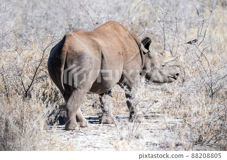 Black Rhinoceros Browsing under a tree. 88208805