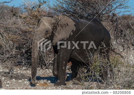 Closeup of an African Elephant Passing By Closeup of an African Elephant Passing By 88208808