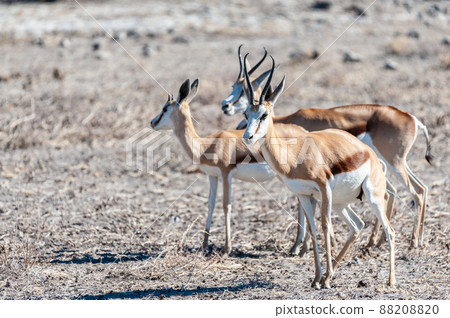 Impalas in Etosha National Park 88208820