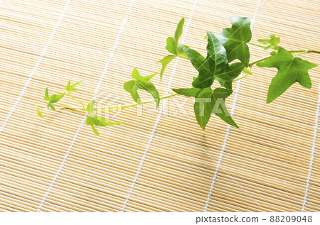 常春藤背景材料 常春藤背景材料 88209048