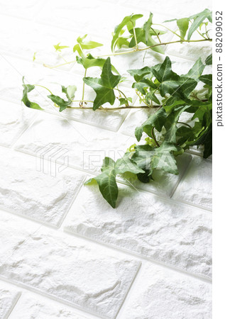 常春藤背景材料 常春藤背景材料 88209052