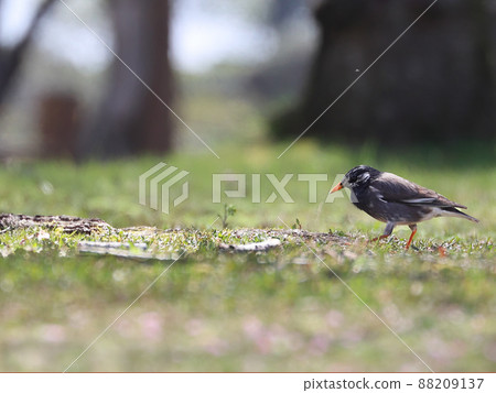 和八哥一起散步 88209137