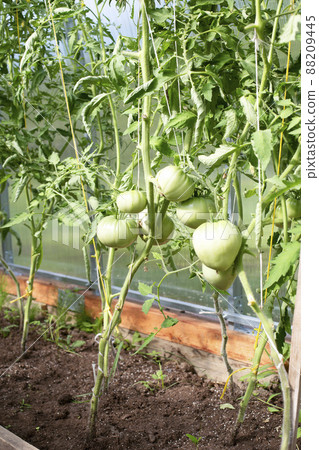 Large bunches of green tomato fruits in a greenhouse. Seedlings of tomatoes in a greenhouse. Tied tomatoes with a cord 88209445